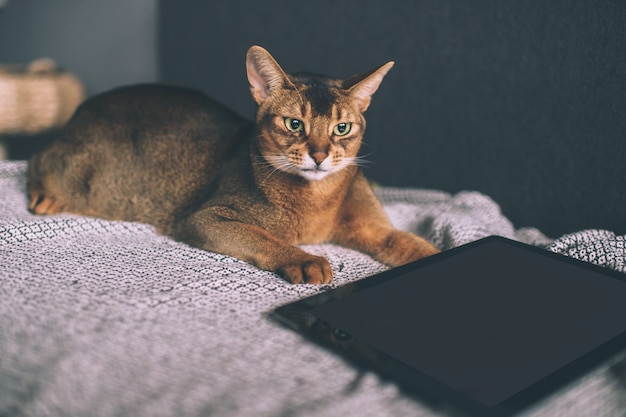 Gatto abissino che guarda allo schermo della compressa sul letto.