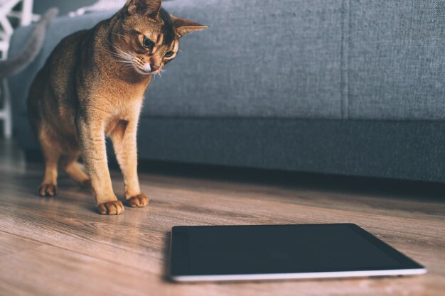 Abyssinian cat watching at tablet screen.