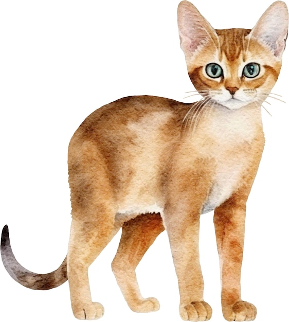 흰색에 고립 된 아비시니안 고양이 수채화 그림