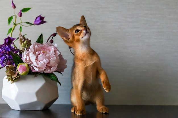 Abyssinian cat with a vase of flowers