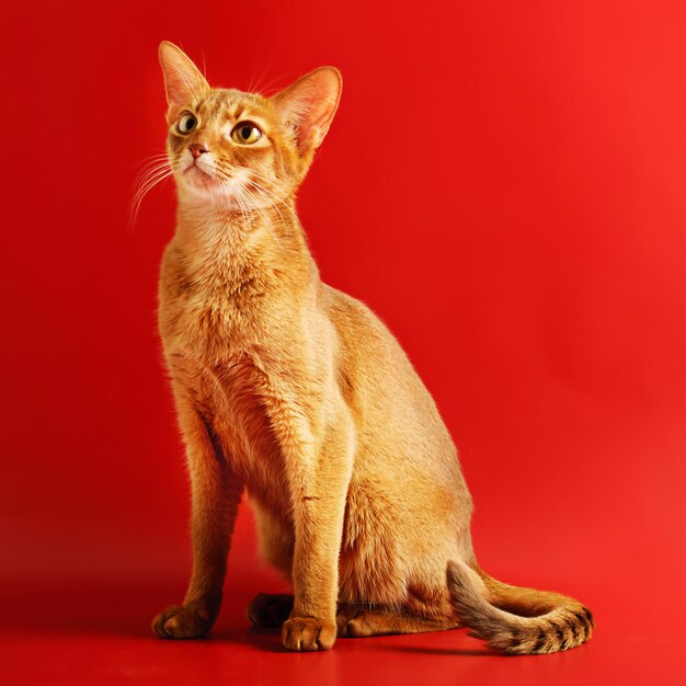 Abyssinian cat