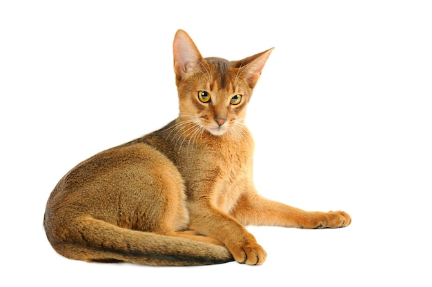 Abyssinian cat