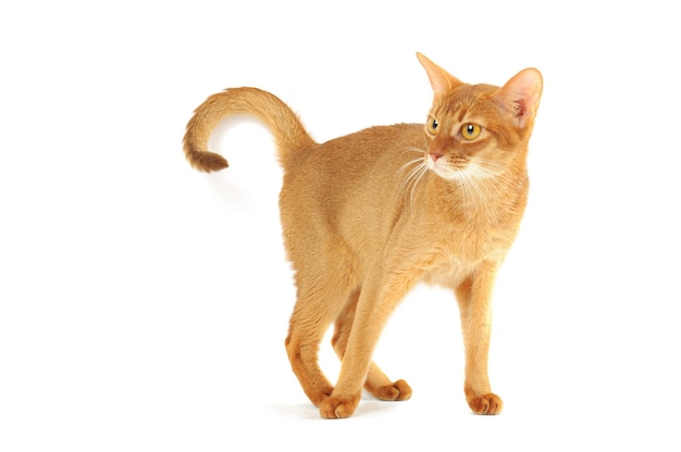 Abyssinian cat