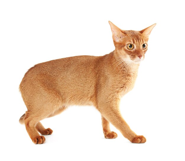 Abyssinian cat