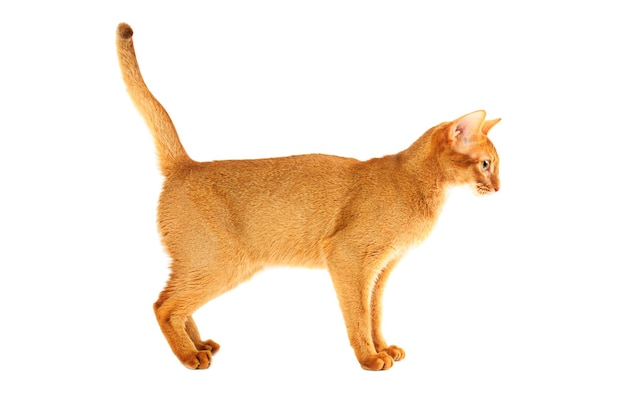 Abyssinian cat