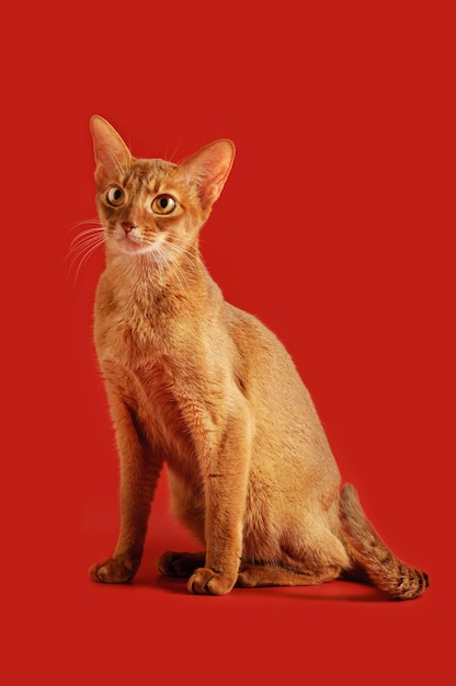 Abyssinian cat