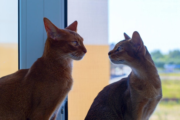 Abyssinian cats kissing closeup