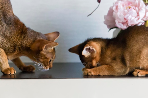 Abyssinian cats mother and kitten play