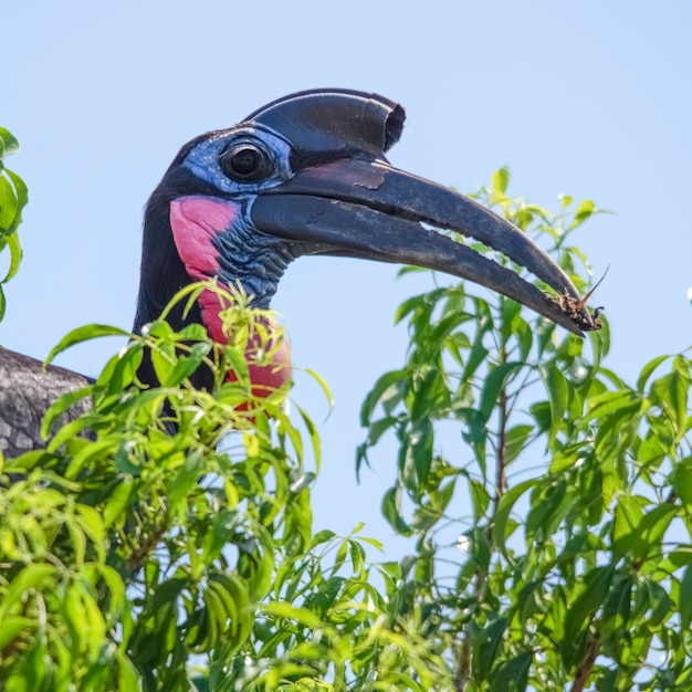 Abyssinian ground hornbill Murchison Falls National Park Uganda Africa