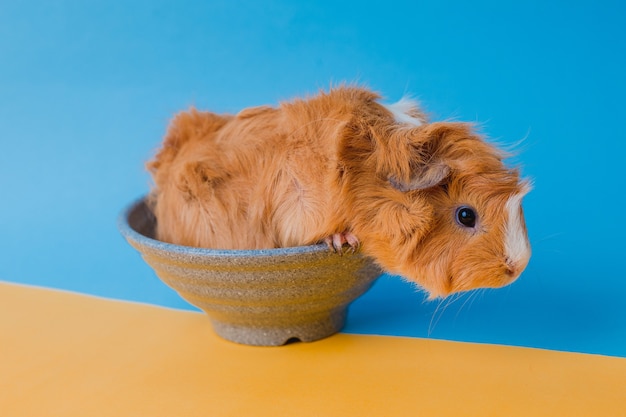 Abissino cavia isolato su sfondo blu