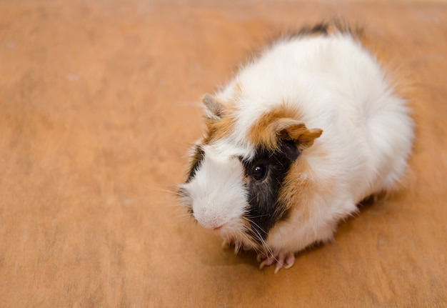 Photo abyssinian guinea pig on a wooden