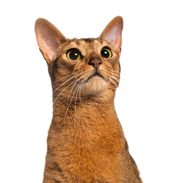 Abyssinian 흰색 절연