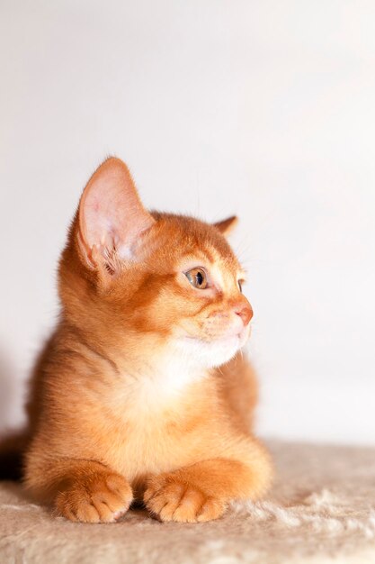 Abyssinian kitten