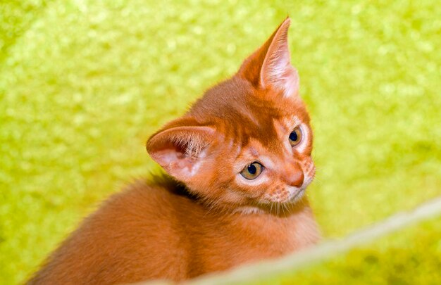 Abyssinian kitten