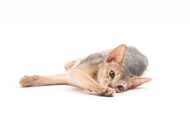 Abyssinian kitten