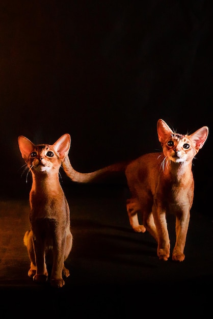 Abyssinian kittens on a black background in full growth