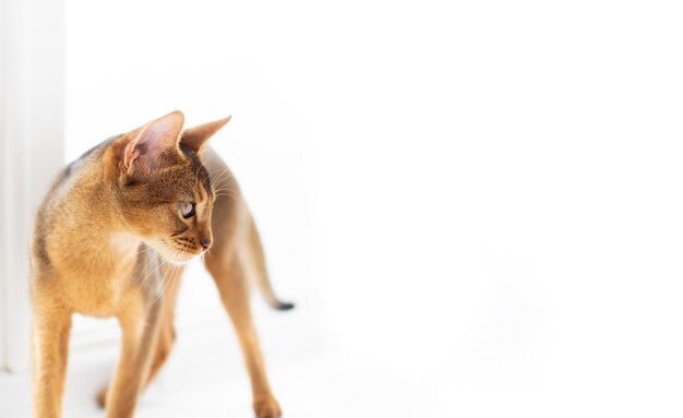 Abyssinian purebred cat look away on white background Purebred kitten advertising copy space