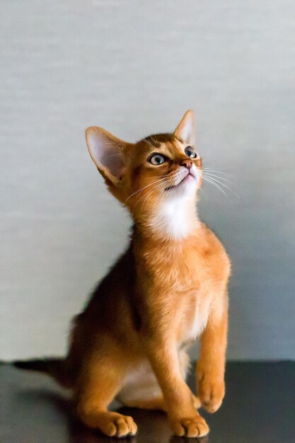 The Abyssinian and red cat close up