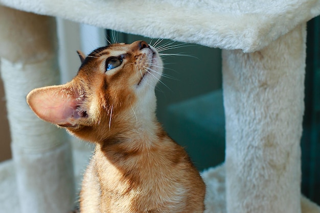 The Abyssinian red cat portrait