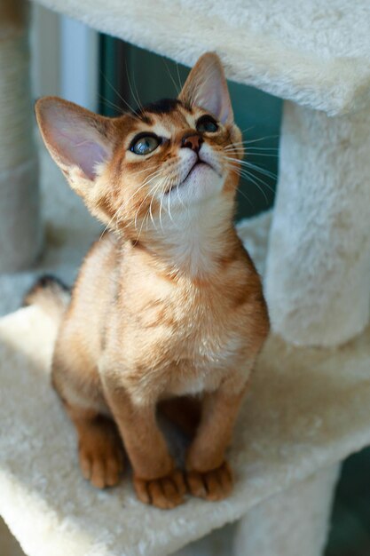 The Abyssinian red cat portrait