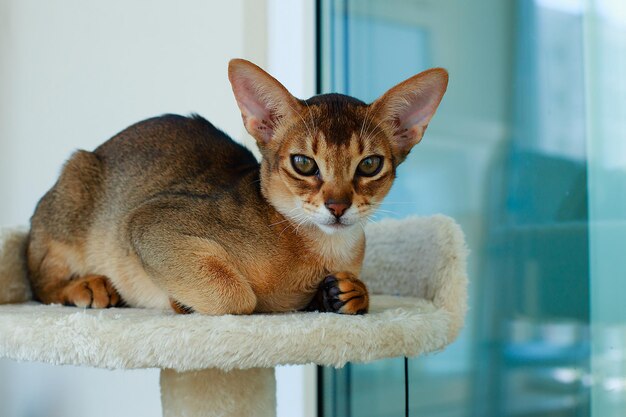 The Abyssinian red cat portrait