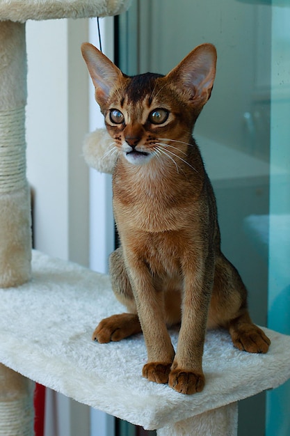 The Abyssinian red cat portrait