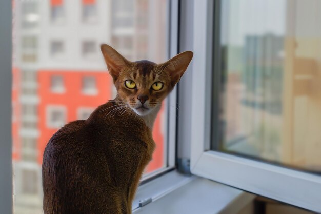 Абиссинская рыжая кошка сидит на окне