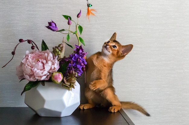 Abyssinian red cat with vase