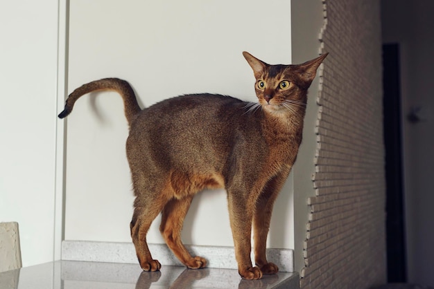 アビシニアン ショートヘアの猫が家の台所のテーブルの上を歩く