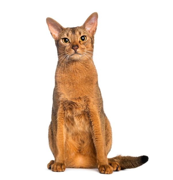 Abyssinian 앉아 흰색 절연