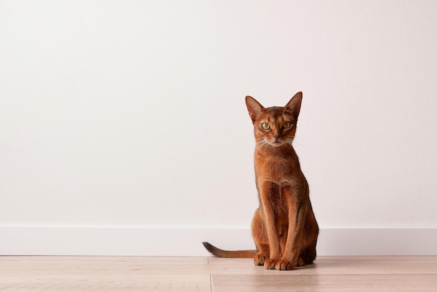 흰 벽 근처에 앉아 있는 아비시니아 어린 고양이 아름다운 순종 짧은 머리 고양이