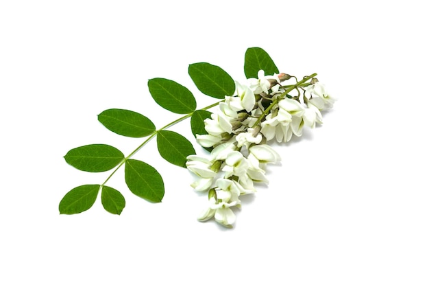 Acacia branch in spring on a white background