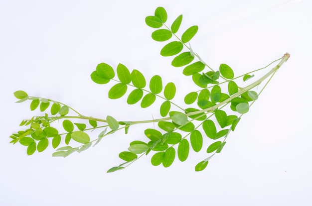 Acacia branch with yellow flowers and green leaves Studio Photo