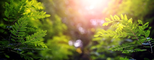 Acacia branches with green leaves in the forest on a blurred background in sunny weather during sunset