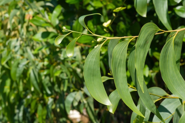 Acacia crassicarpa jonge groene bladeren, geselecteerde focus.