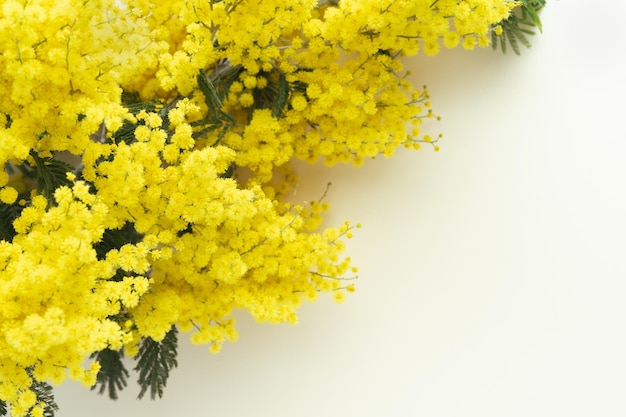 Foto acacia dealbata gele mimosa bloemen op een gele achtergrond kopieer ruimte