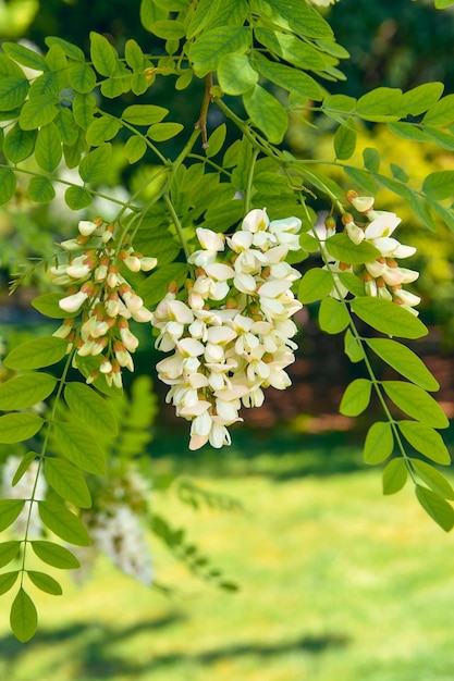 Acacia flowers on a branch in the summer garden