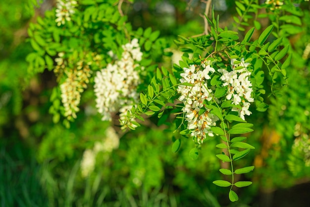 緑の背景を持つアカシアの花の枝コピースペース