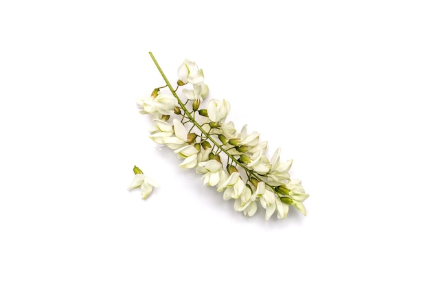 Acacia flowers on white background