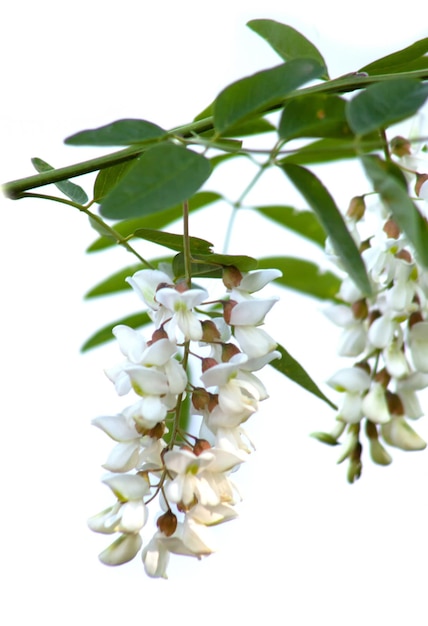 Acacia flowers with leaves on isolated white background honey\
fragrant flowers of white color