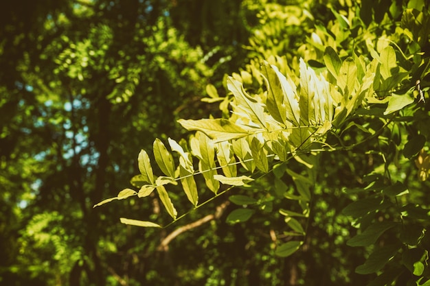 Photo acacia leaf texture on blue sky background