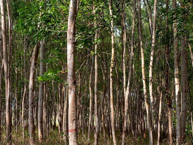 Лес Acacia mangium для исследований в Гунунг-Кули Йогьякарта Индонезия