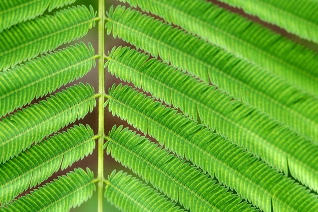 Acacia Pennata or Climbing Wattle green leaves