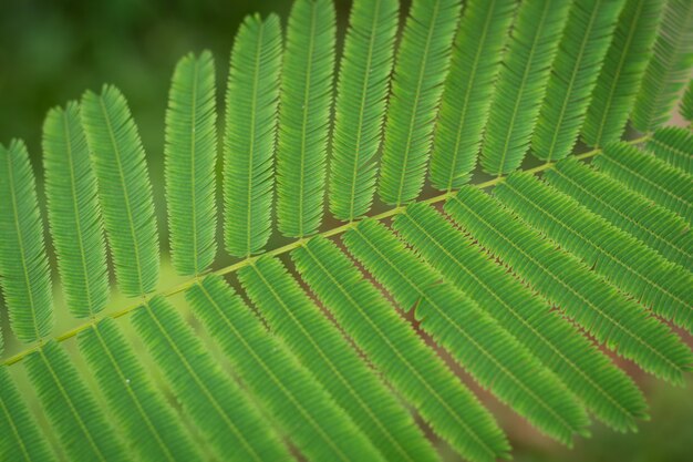 Acacia Pennata leaf closeup
