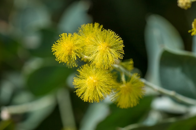 Acacia podalyriifolia, gele bloemen, lichte geur in een rond boeket