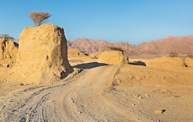 Eilat 사막의 기둥에 아카시아