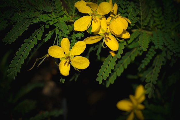 Acacia pycnantha bloemen