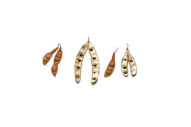 Acacia seeds pod isolated on white background