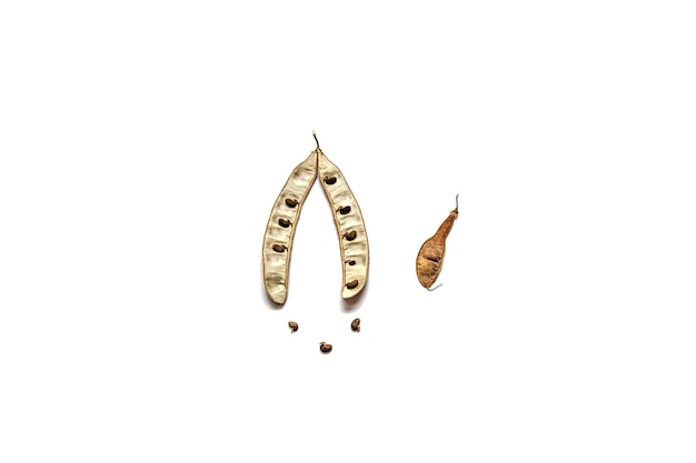 Photo acacia seeds pod isolated on white background