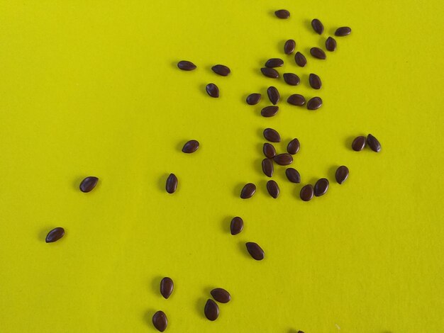 Acacia seeds and yellow background